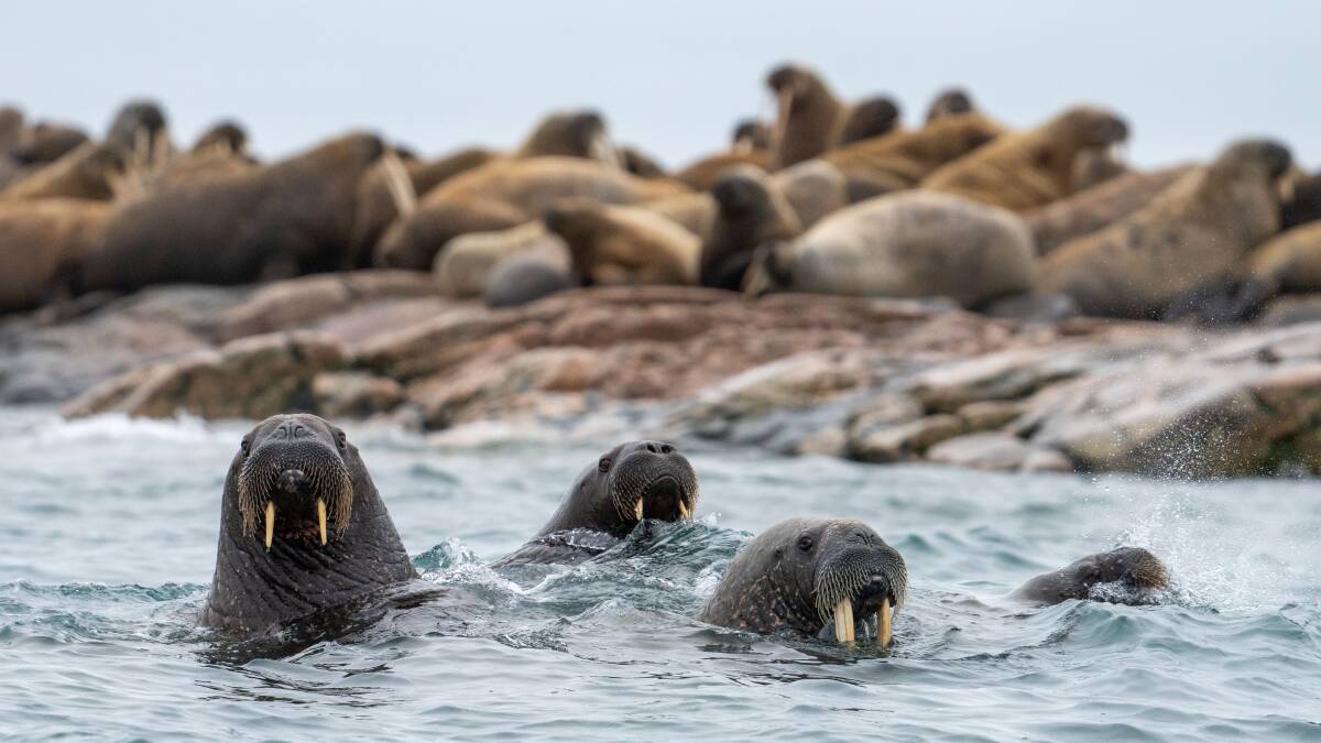Walrus. Picture: Jamie Lafferty