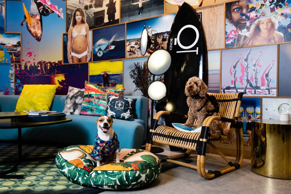 QT Hotels has a Pup Yeah program. QT Hotels has a Pup Yeah program.