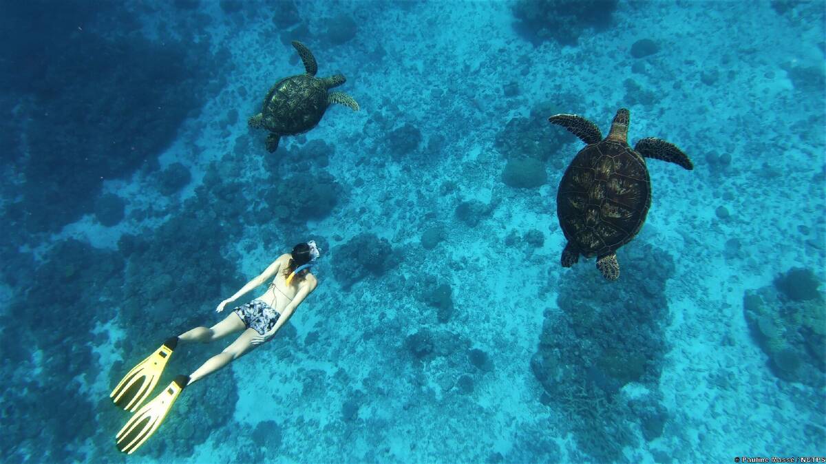 Wildlife encounters. Picture by New Caledonia Tourism
