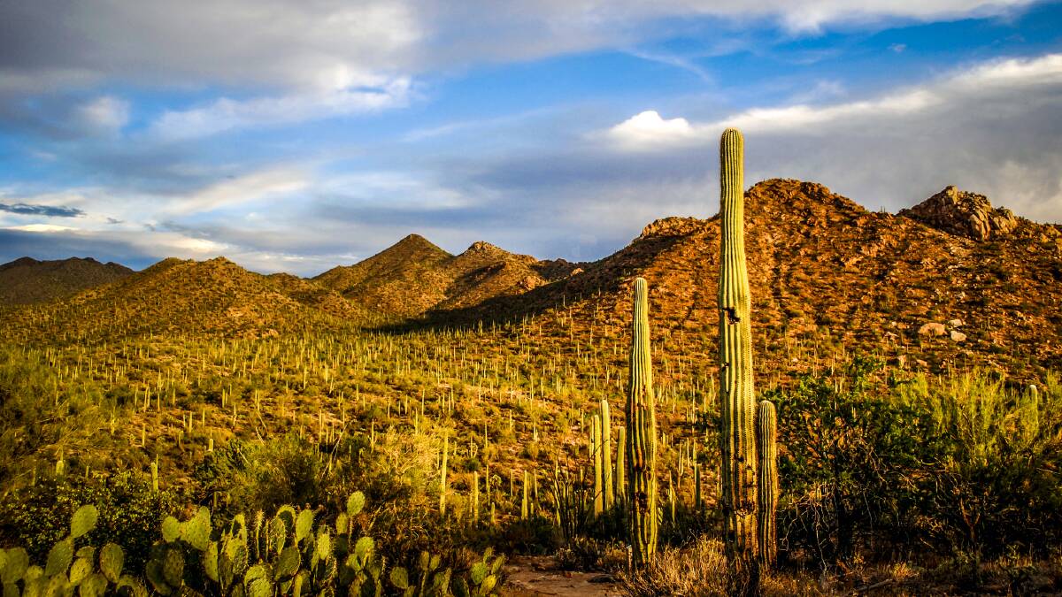 Saguaro National Park, Arizona. Picture by Getty Images Saguaro National Park, Arizona. Picture by Getty Images