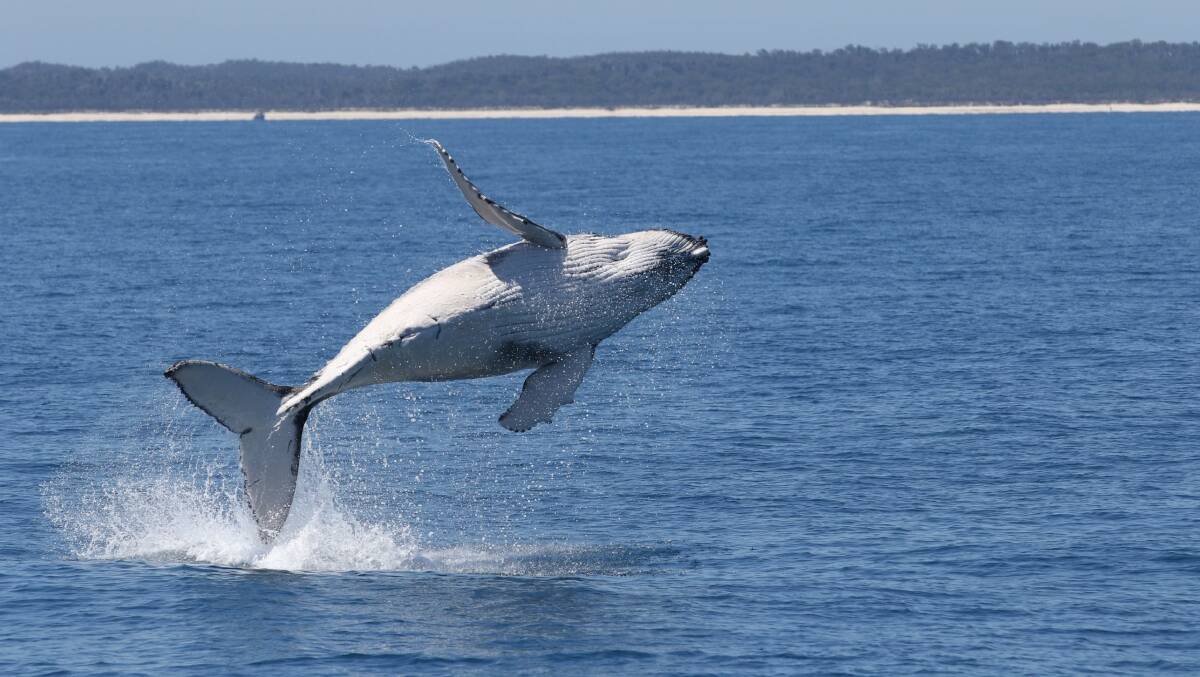 A humpback whale breaches. A humpback whale breaches.
