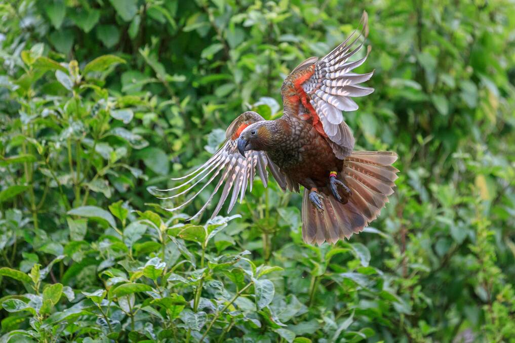 A kaka in flight at Wellington's eco-sanctuary, Zealandia.
