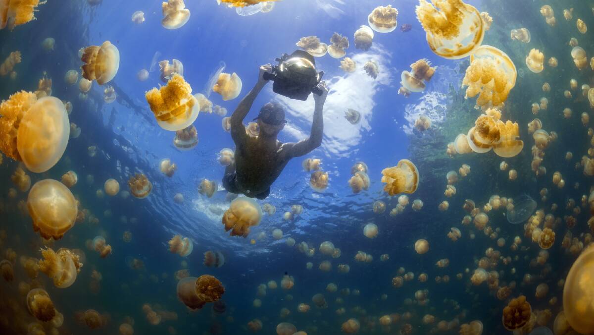 Jellyfish Lake. Picture: Getty Images