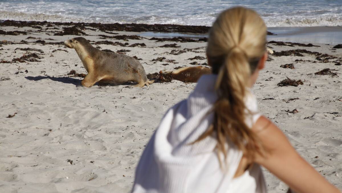 Wild encounters on Kangaroo Island, SA. Picture: George Apostolidis Wild encounters on Kangaroo Island, SA. Picture: George Apostolidis