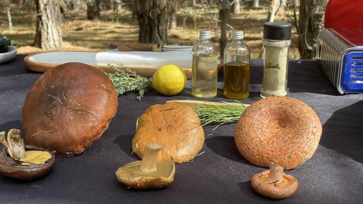 A display of foraged mushrooms.