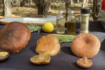 Just outside Sydney, a forest foraging experience reveals a delicious secret