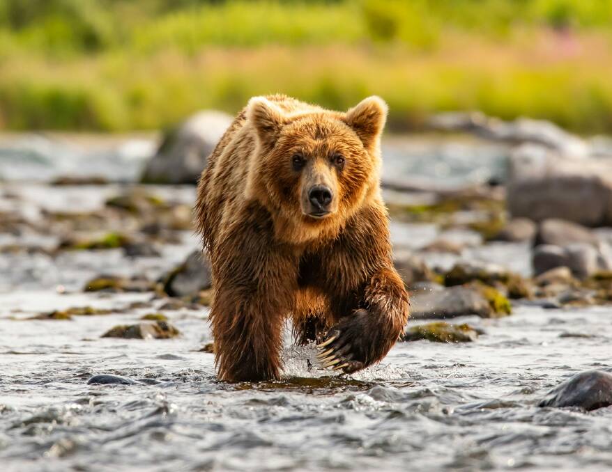 Wild encounters. Wild encounters.