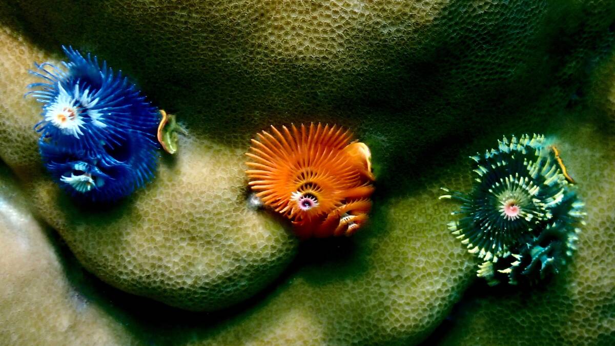 Marine life in Raja Ampat. Picture: Unsplash/Claus Giering