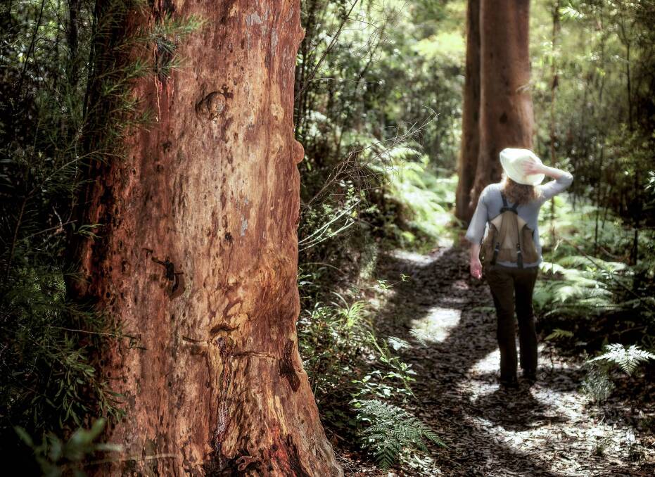 Sassafras Gully Loop track. Picture: David Hill