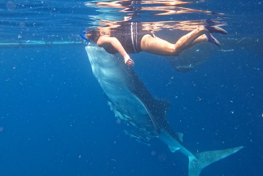Swim with gentle giants off the Raja Ampat Islands.
