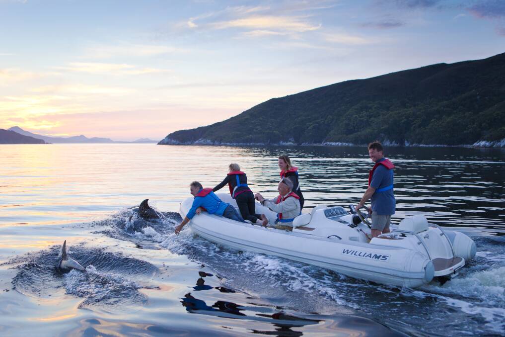 A dolphin encounter in Tasmania's south-west aboard an Odalisque II tender.