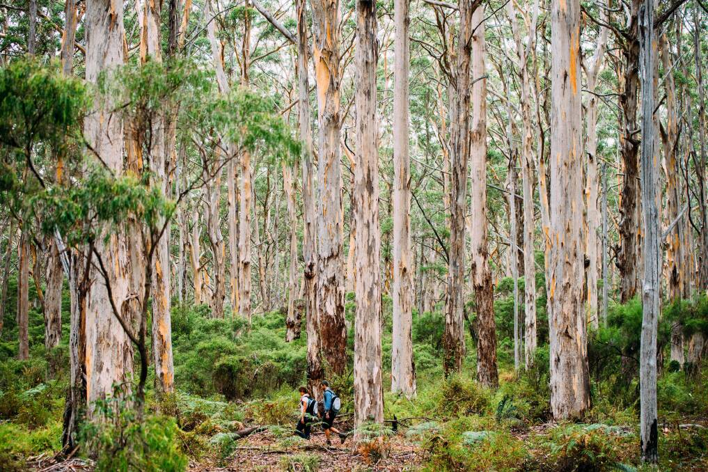Boranup karri forest. Picture: Tourism Western Australia Boranup karri forest. Picture: Tourism Western Australia