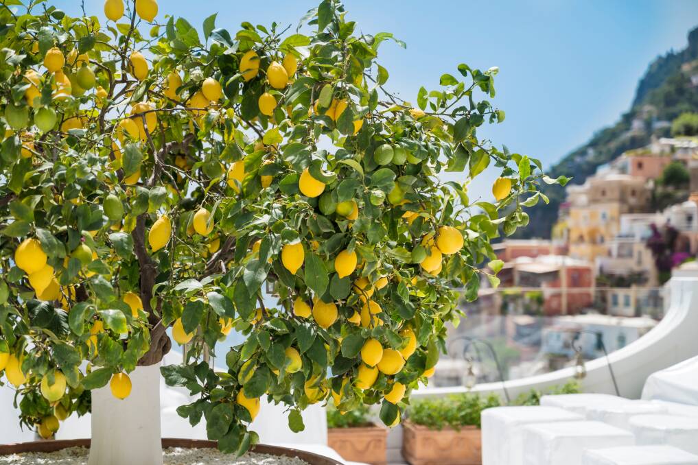 Lemon trees in Amalfi. Picture: Shutterstock