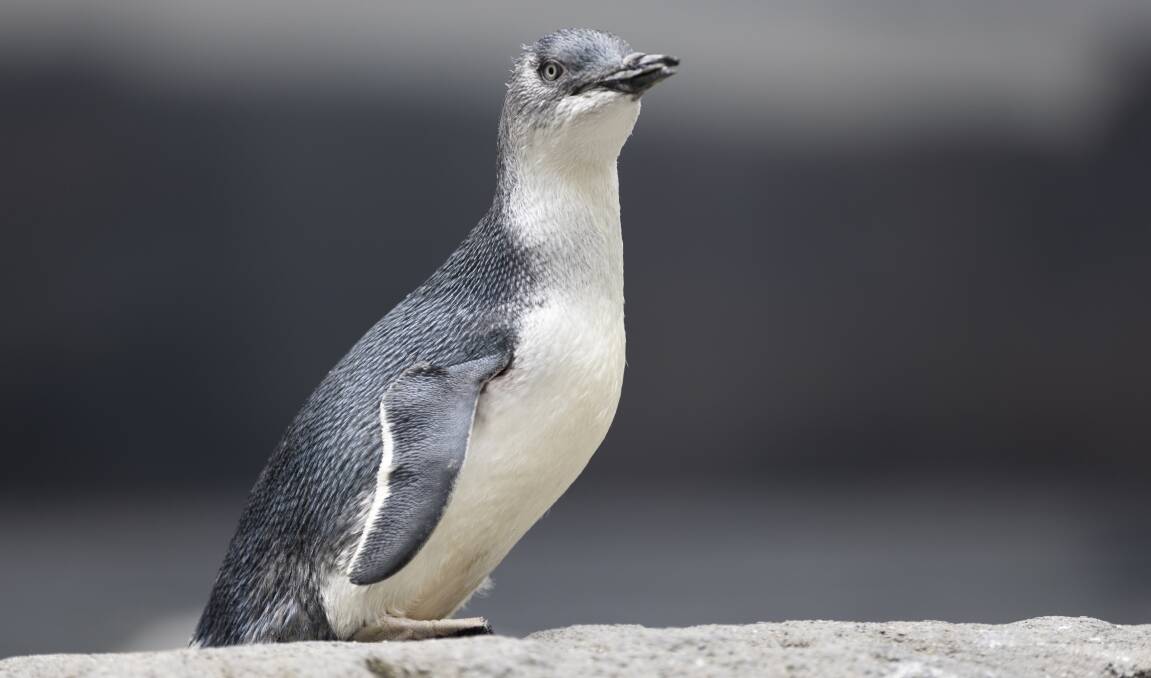 A rescued penguin.
