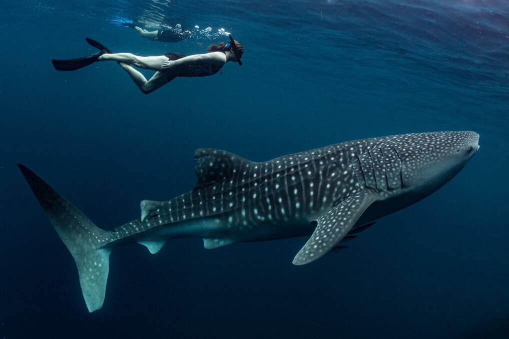 Swimming with whale sharks at Ningaloo.