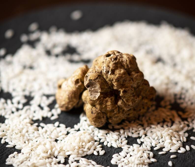 White truffle. White truffle.