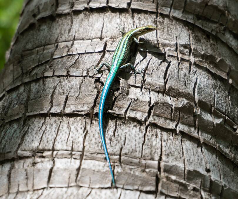 A blue-tailed skink. A blue-tailed skink.