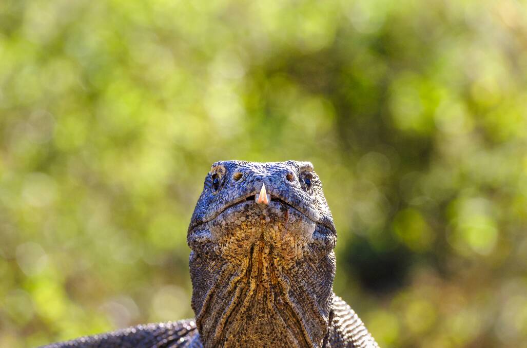Creatures of Komodo National Park. Picture: Lynn Gail