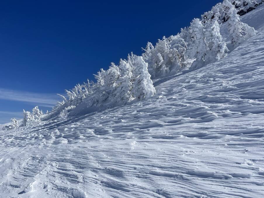Mammoth Mountain: Ice-encrusted trees form strange sculptures near the summit. Picture: Scott Hannaford