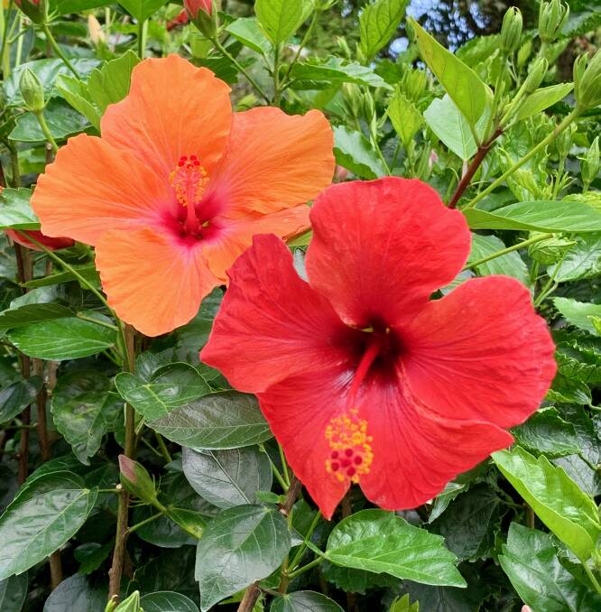 Rainforest flowers. Picture: Amy Cooper Rainforest flowers. Picture: Amy Cooper