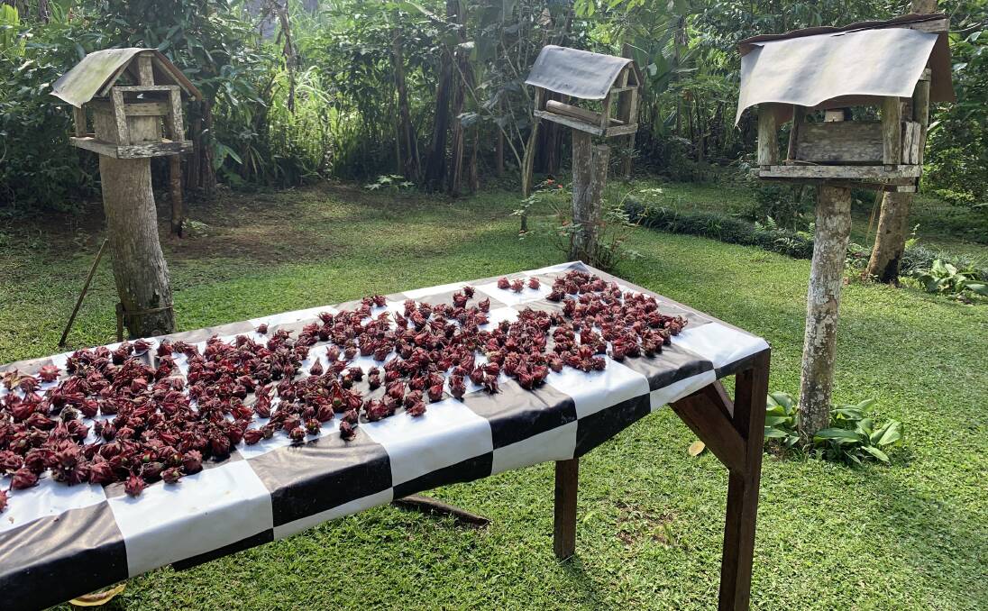 Hibiscus buds drying in a family compound. Picture by Angela Saurine Hibiscus buds drying in a family compound. Picture by Angela Saurine