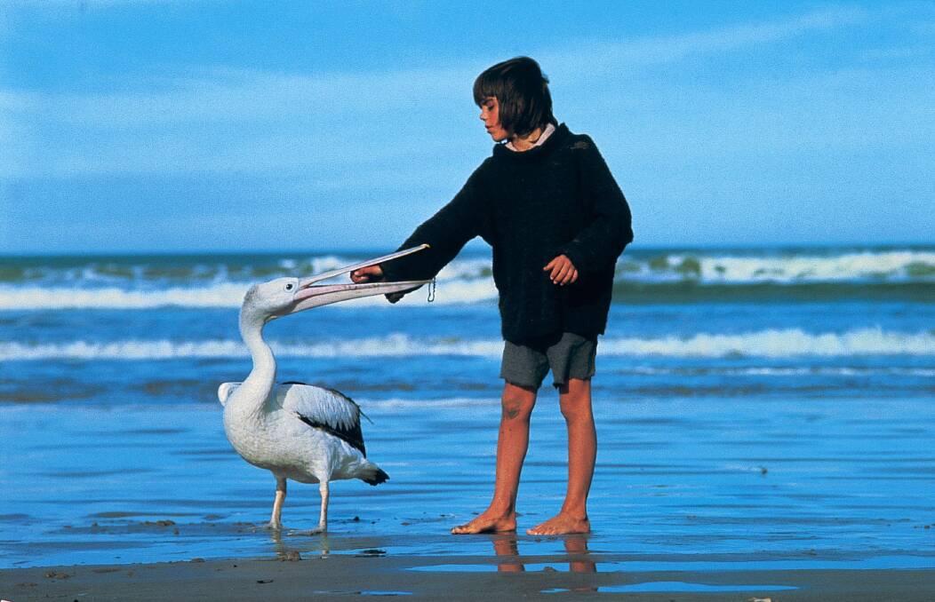 Storm Boy and his best mate, Mr Percival, on the beaches of the Coorong. Storm Boy and his best mate, Mr Percival, on the beaches of the Coorong.