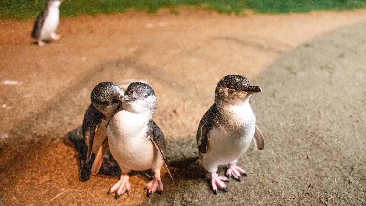 Penguins on Phillip Island. Picture: Visit Victoria Penguins on Phillip Island. Picture: Visit Victoria
