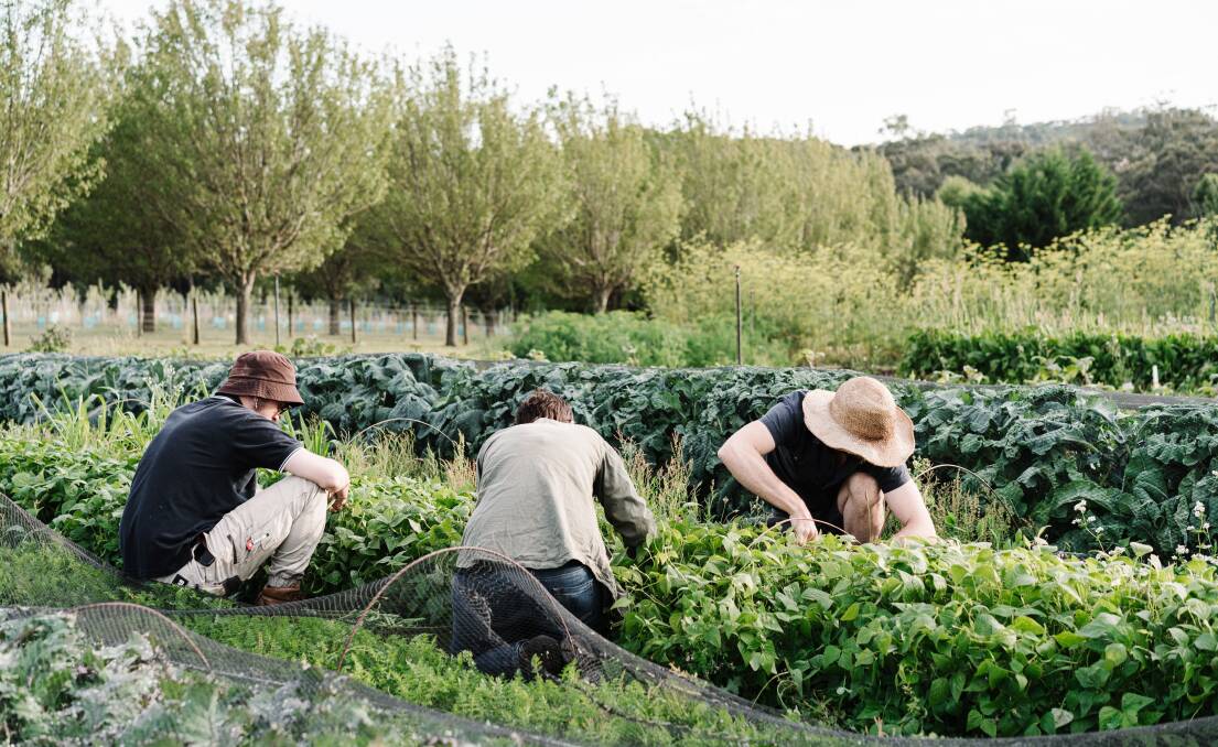 At work in the gardens.