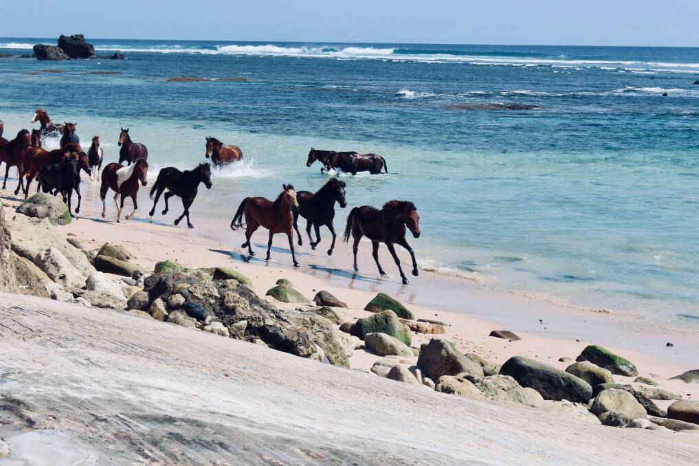 Horses on the beach.
