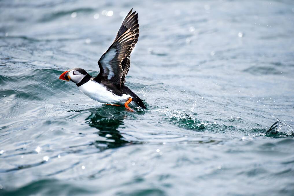 Atlantic puffins. Picture: Studio Ponant Atlantic puffins. Picture: Studio Ponant