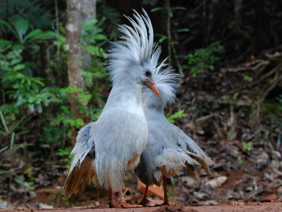 A pair of cagou birds. Picture by New Caledonia Tourism