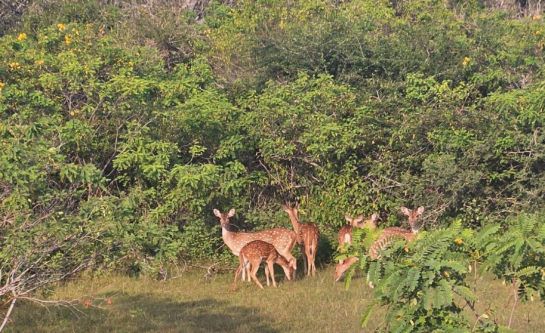 Safari highlights. Safari highlights.