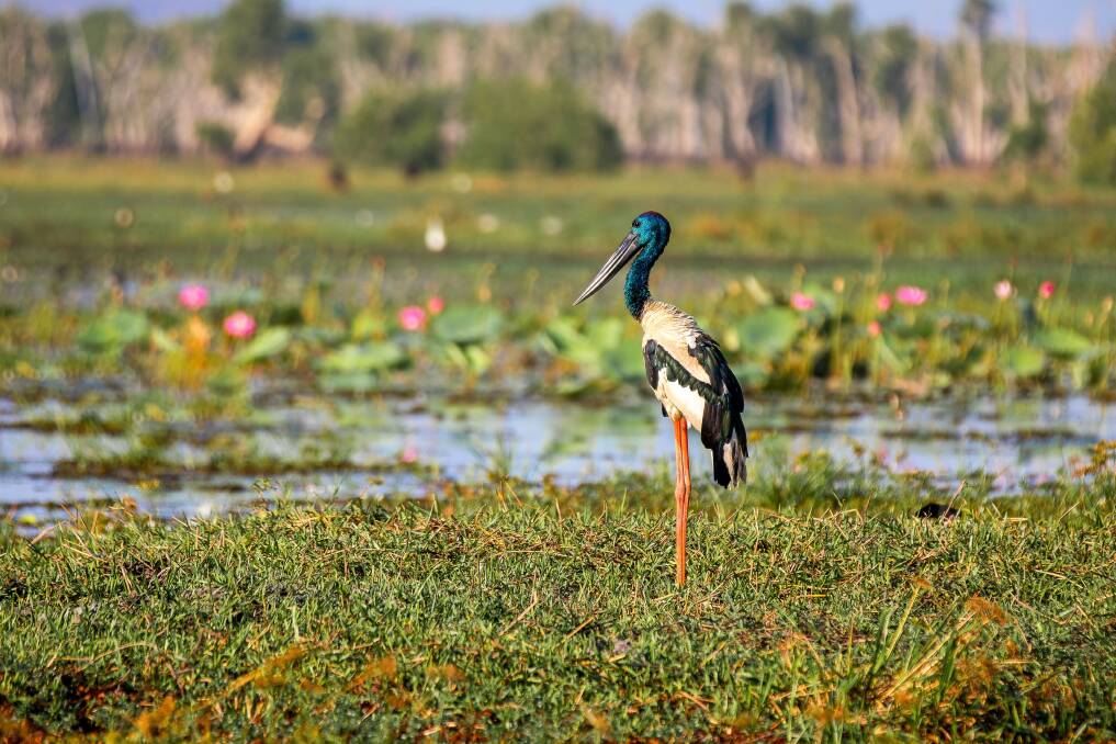 Yellowater Billabong in Kakadu National Park. Picture: Tourism NT Yellowater Billabong in Kakadu National Park. Picture: Tourism NT