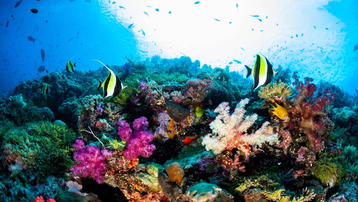 Colourful reefs of Palau. Picture: Getty Images