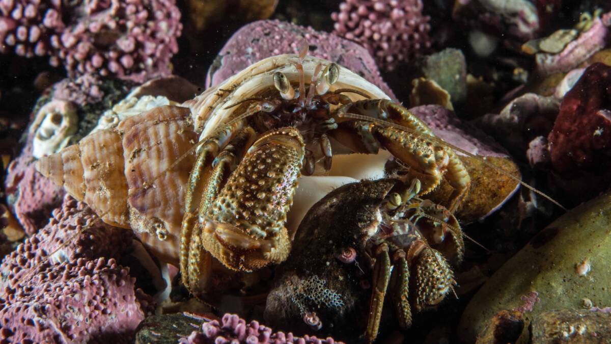 Hermit crab.