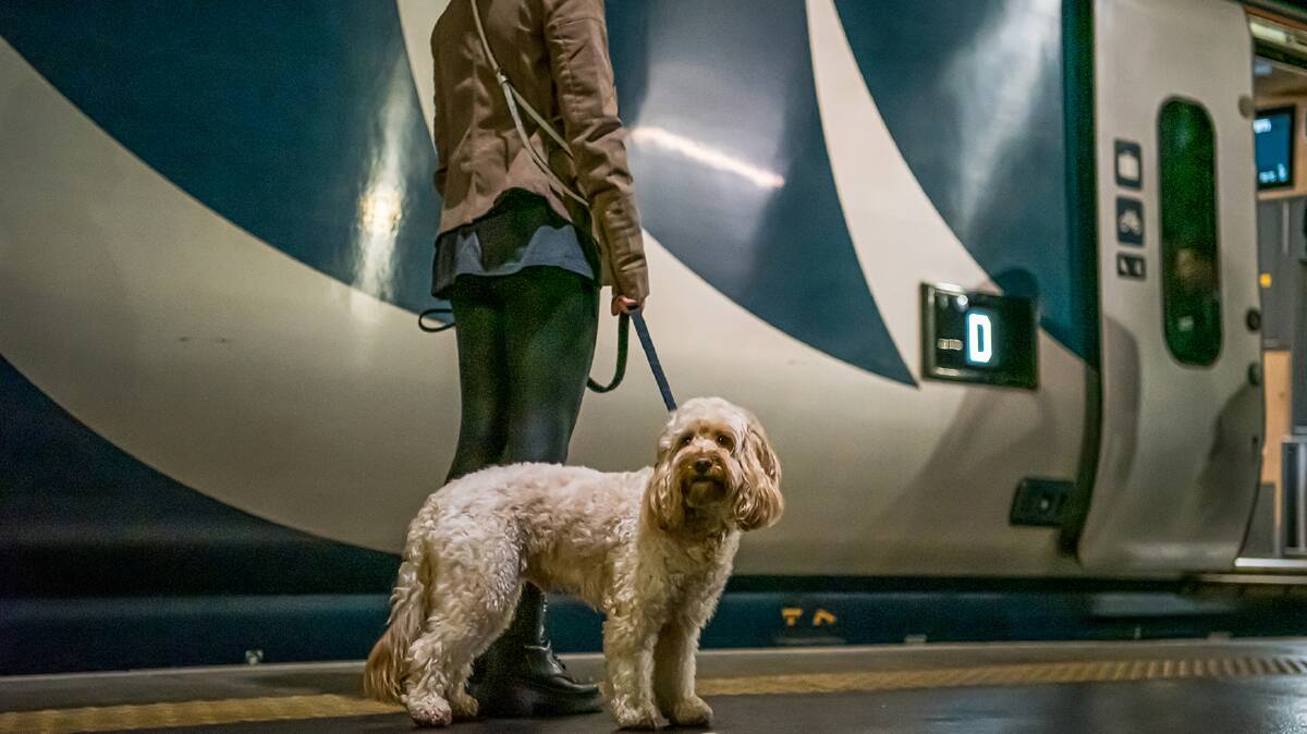 Pets are welcome in Caledonian Sleeper rooms. Pets are welcome in Caledonian Sleeper rooms.