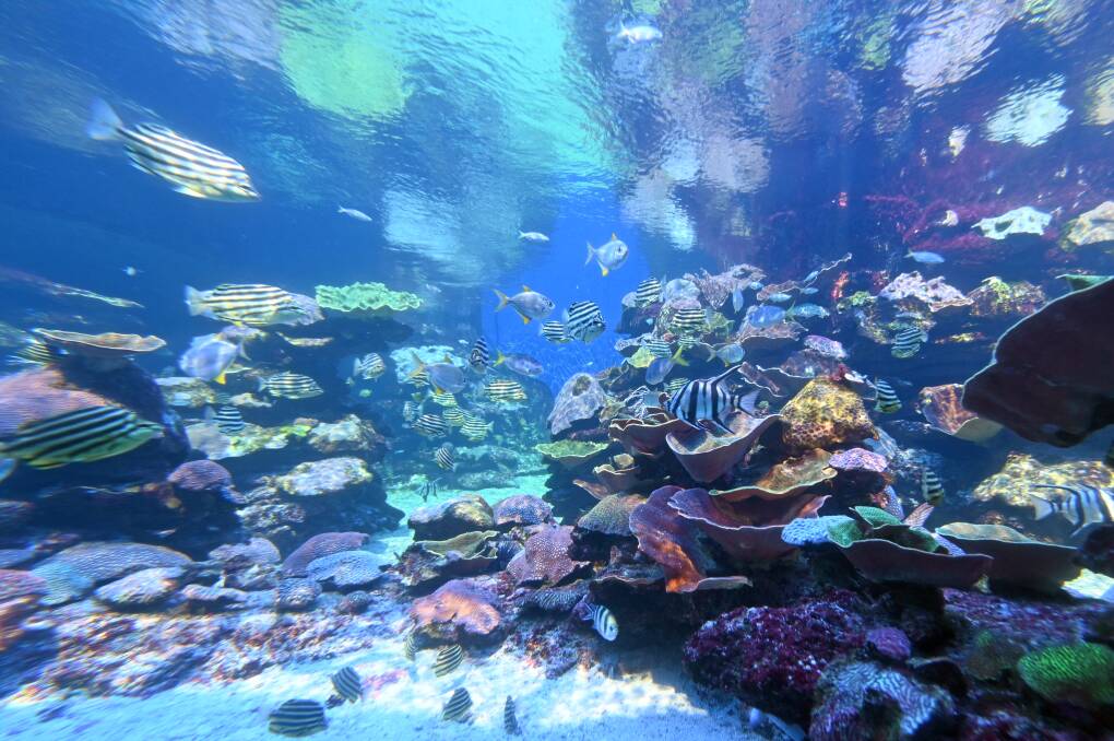 Underwater at Ningaloo Reef. Picture: Getty Images Underwater at Ningaloo Reef. Picture: Getty Images