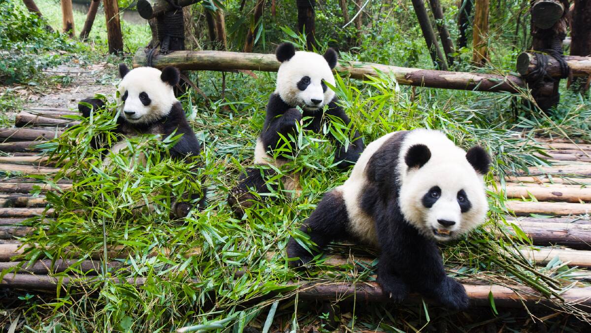 Pandas in Chengdu. Picture: Getty Images