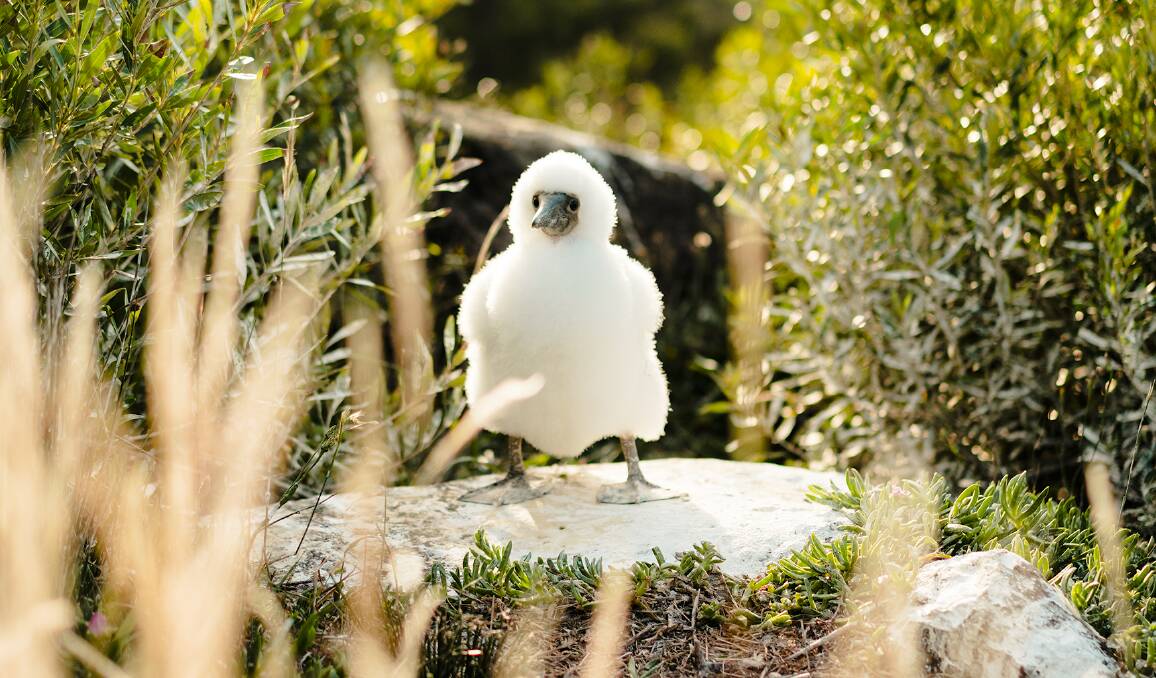A masked booby chick on Norfolk Island. Picture supplied