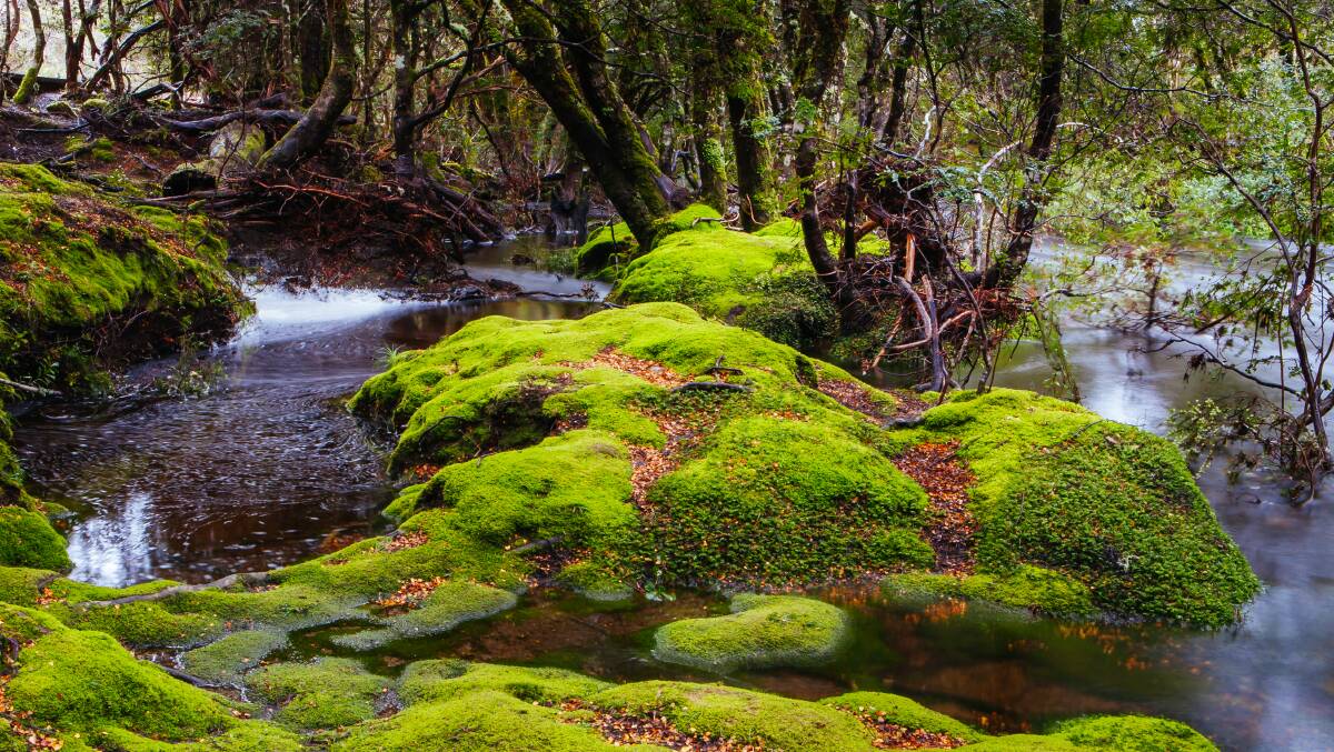 The Enchanted Walk. Picture by Tourism Tasmania The Enchanted Walk. Picture by Tourism Tasmania