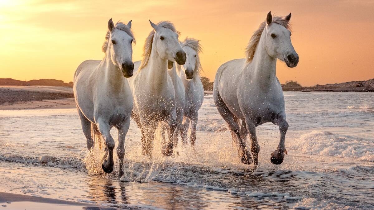 Horses of the Camargue. Picture: Getty Images Horses of the Camargue. Picture: Getty Images