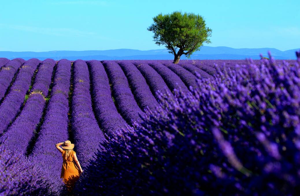 The lavender fields of Provemce. The lavender fields of Provemce.
