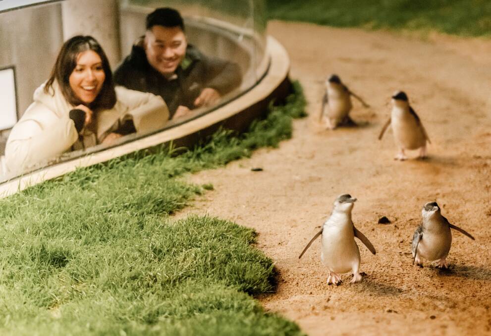 Penguin Parade.