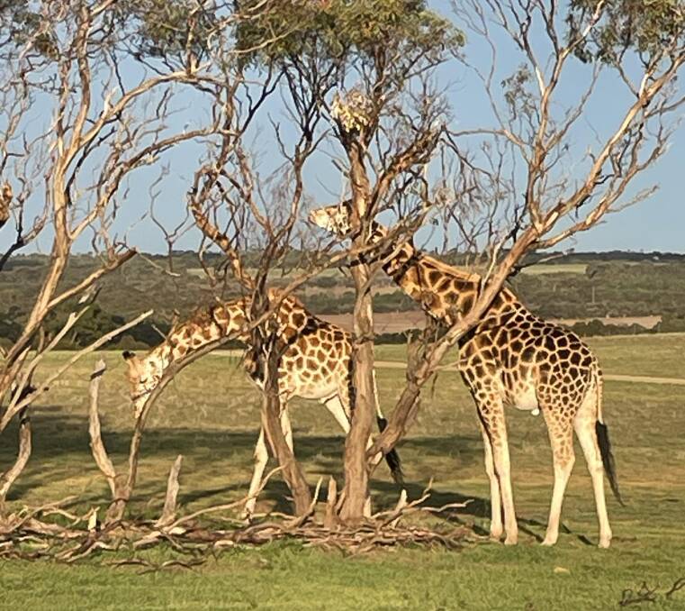 Giraffes in the late afternoon light. Picture by Sarah Maguire Giraffes in the late afternoon light. Picture by Sarah Maguire