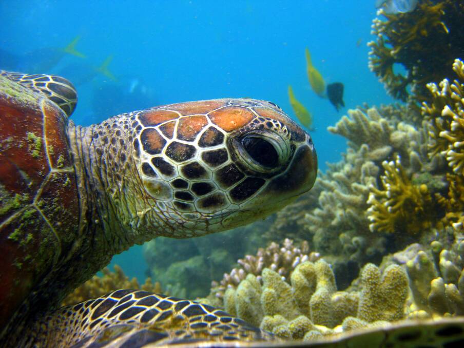 A local reef resident. A local reef resident.