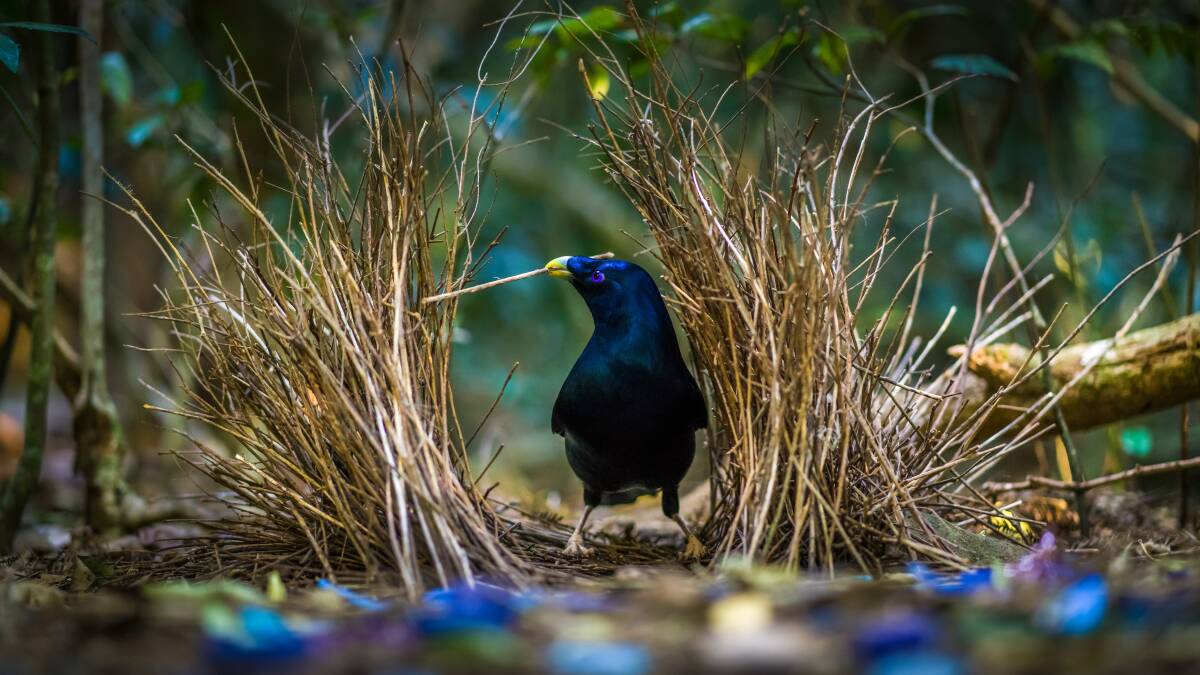 A satin bowerbird at O'Reilly's. Picture: Destination Gold Coast A satin bowerbird at O'Reilly's. Picture: Destination Gold Coast