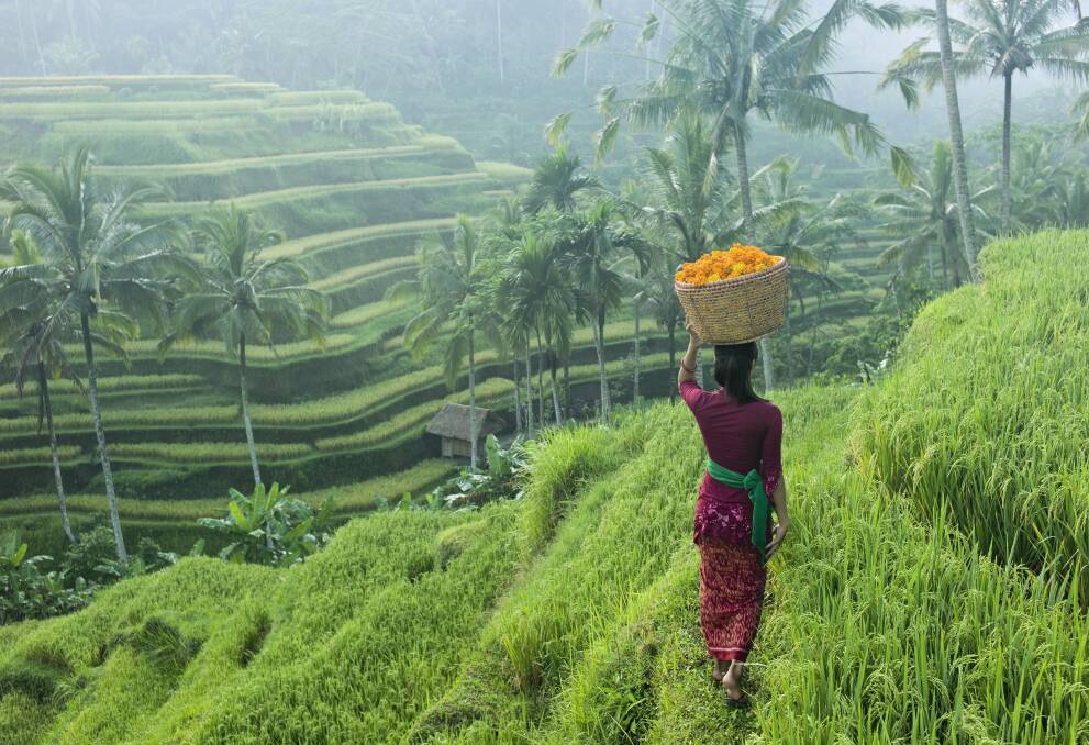 Rice terraces of Ubud. Picture: Getty Images Rice terraces of Ubud. Picture: Getty Images