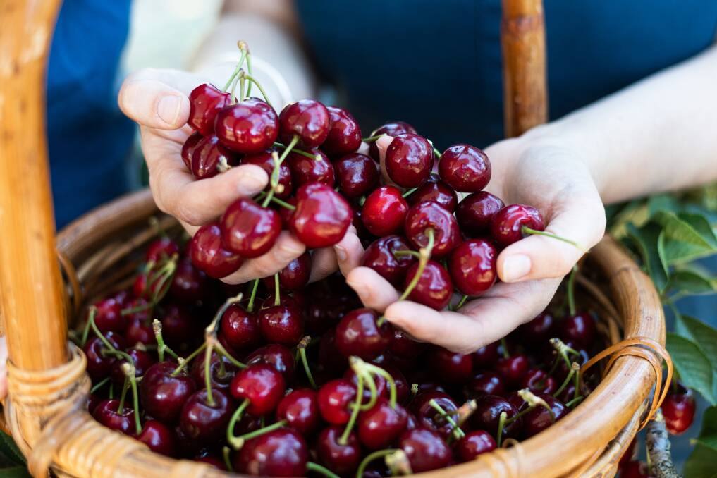 The National Cherry Festival.