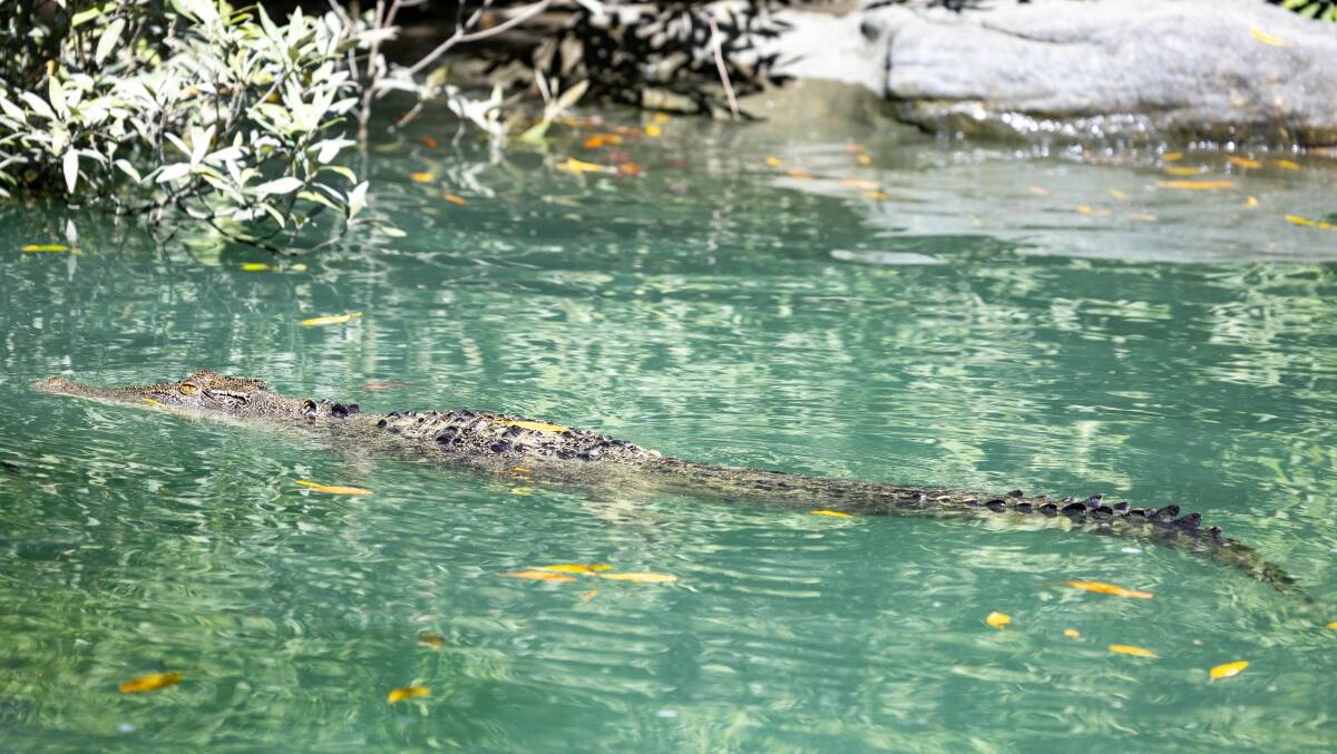 Crocodile sightings in the Hunter River. Picture: Tim Faircloth Crocodile sightings in the Hunter River. Picture: Tim Faircloth