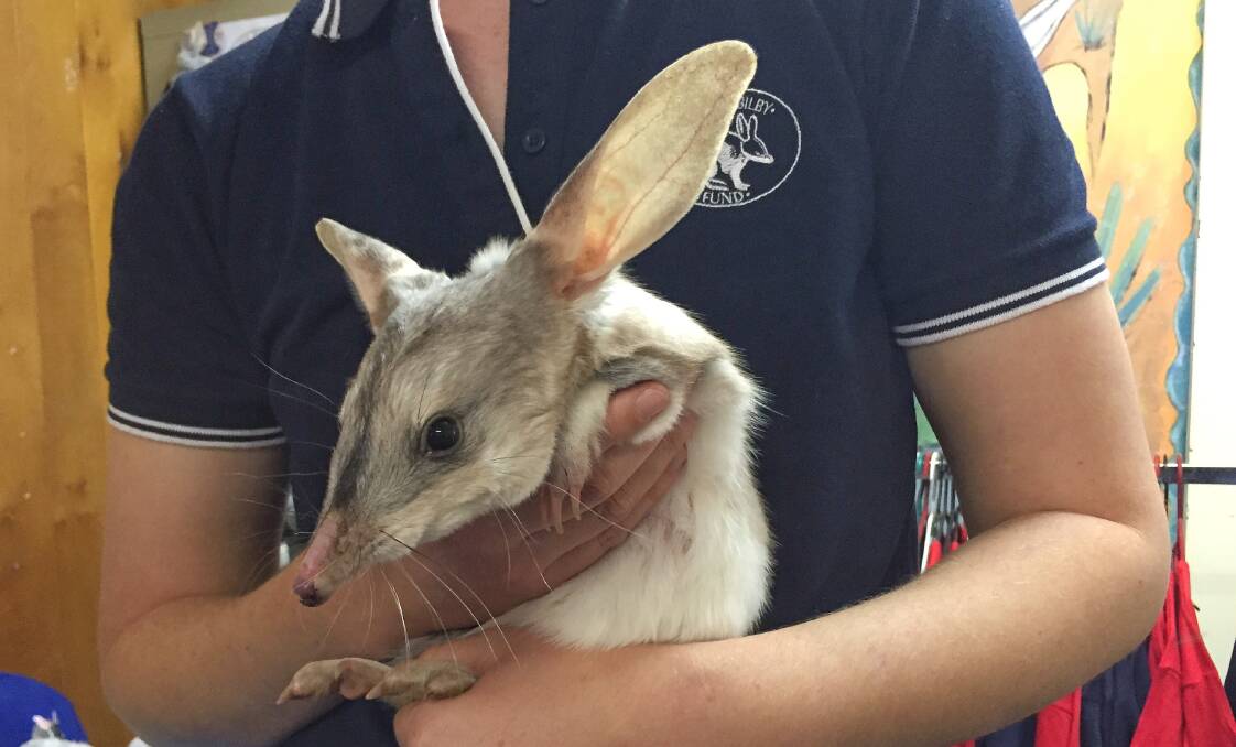 Up close with bilbies. Picture: Tourism and Events Queensland Up close with bilbies. Picture: Tourism and Events Queensland
